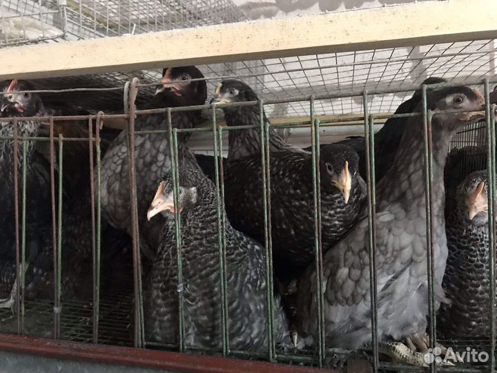 Молодые куры