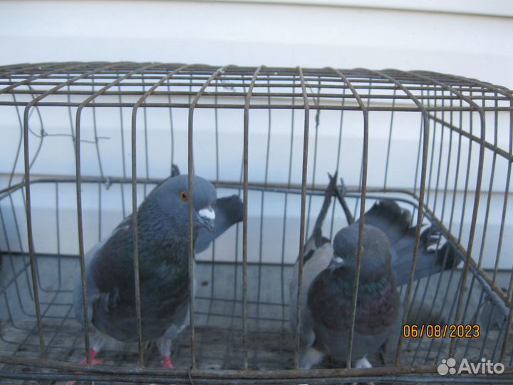 Голуби сизые бакинцы