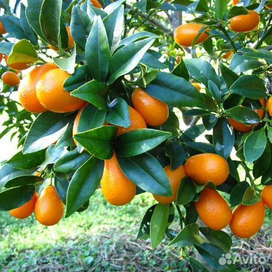 Кумкват Маргарита привитый