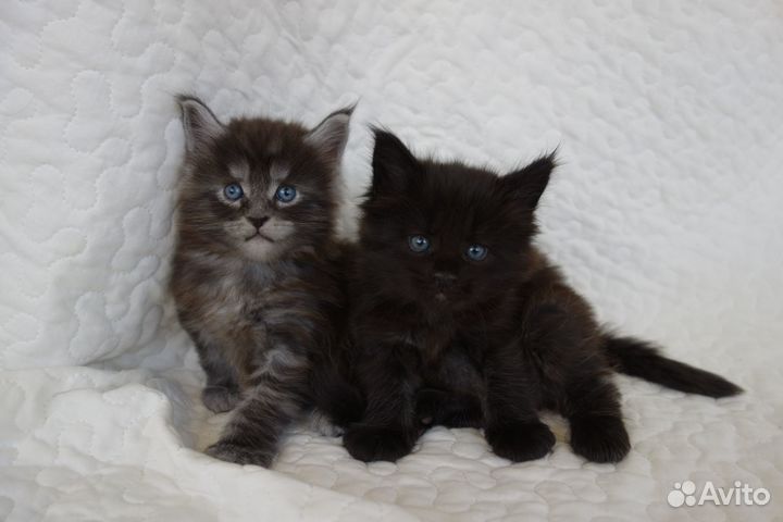 Элитные котята Мейн-Кун