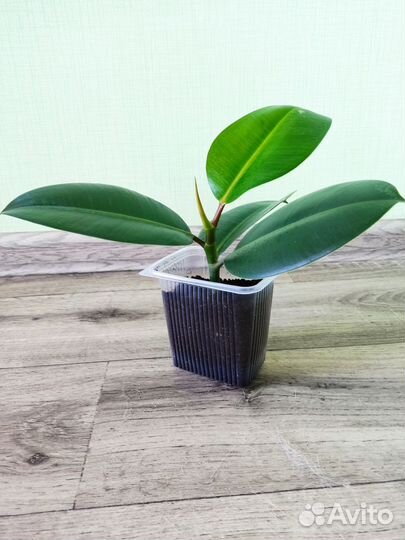 Фикус каучуковый / Хамедорея / традесканция