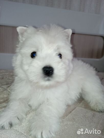 Вест хайленд уайт терьер щенки