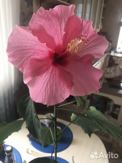 Гибискус китайская роза