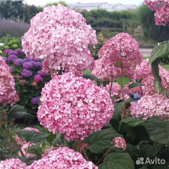 Гортензия древовидная Мэджикал Пинкербелл