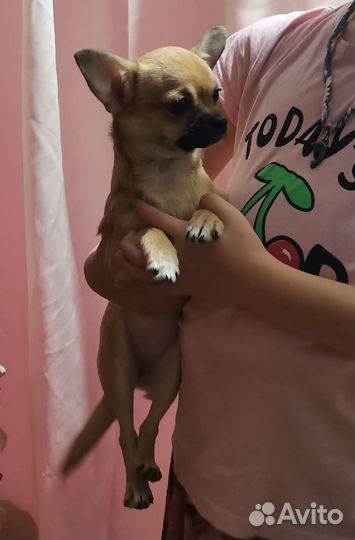 Собака чихуахуа