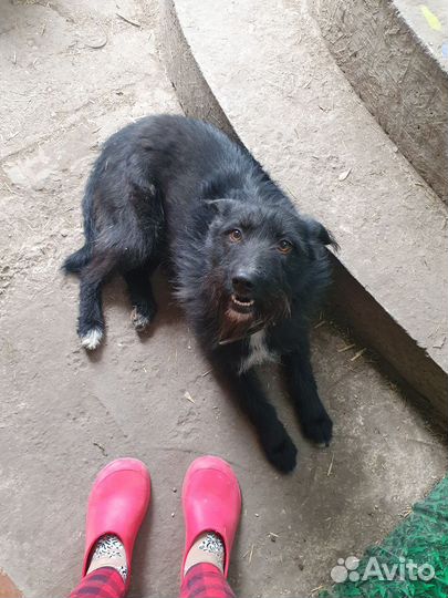 Собака Бэлла