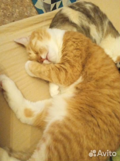 Котосемья ищет новый дом