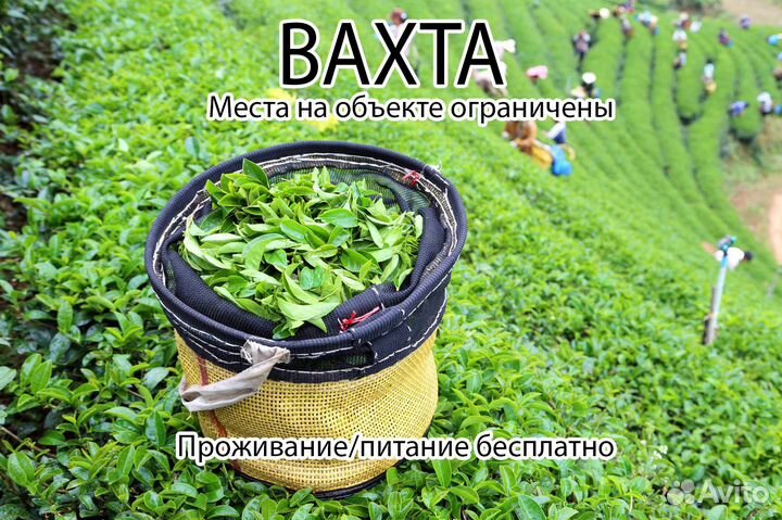 Вахтовики на Производство: Чая и Кофе