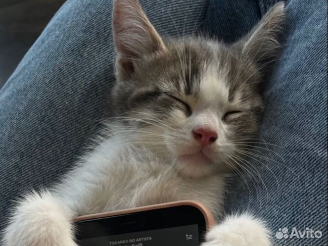 Котенок в добрые руки