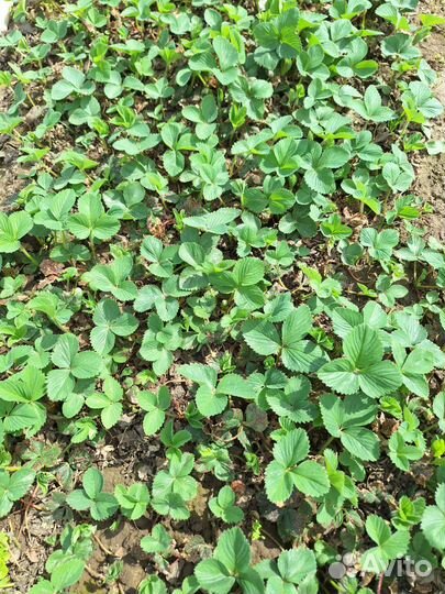 Рассада клубники копанки чёрный принц, альба 15 р