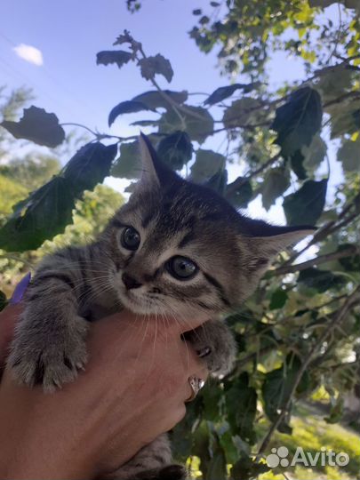 Кошки в добрые руки