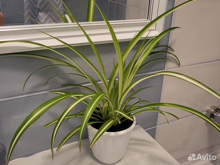 Хлорофитум