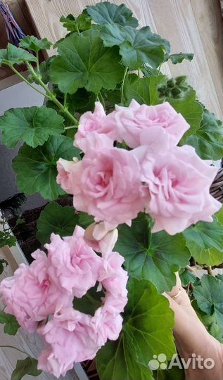 Пеларгония герань сортовая