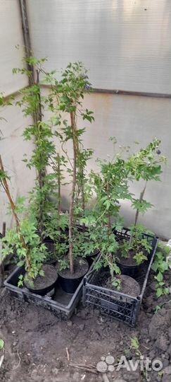 Многолетники для сада цветы