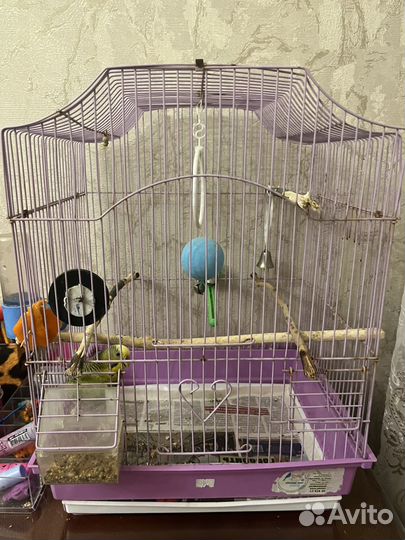 Волнистый попугай с клеткой