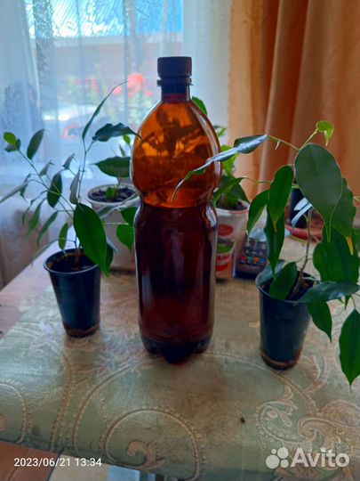 Замиокулькас