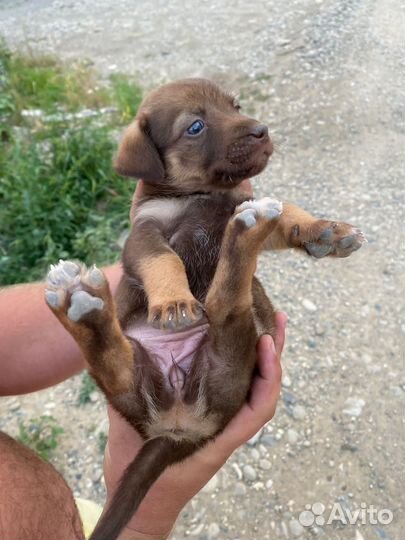 Мимишки от маленькой собачки в дар