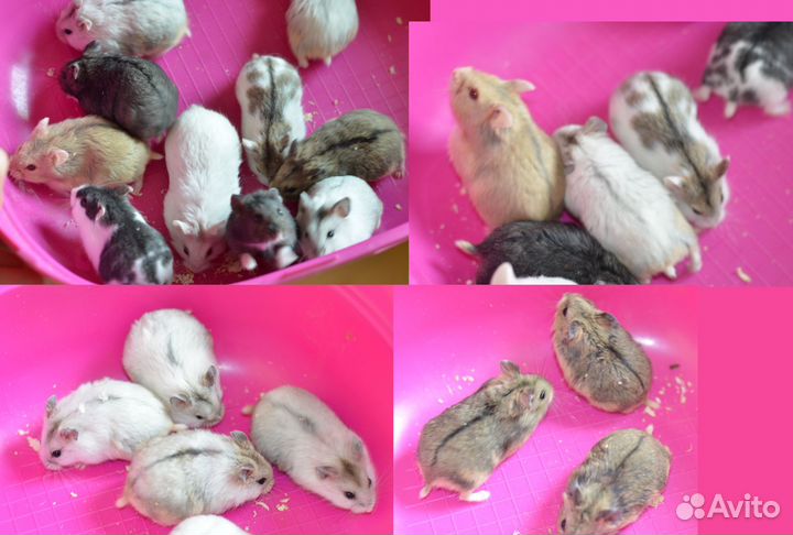 Ручный хомяки 1 мес.с клетками