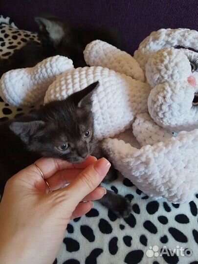 Котята в добрые руки бесплатно