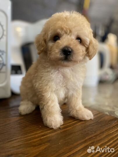 Мальтипу мини девочка