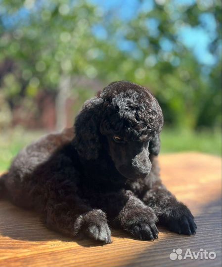 Мини и средний пудели