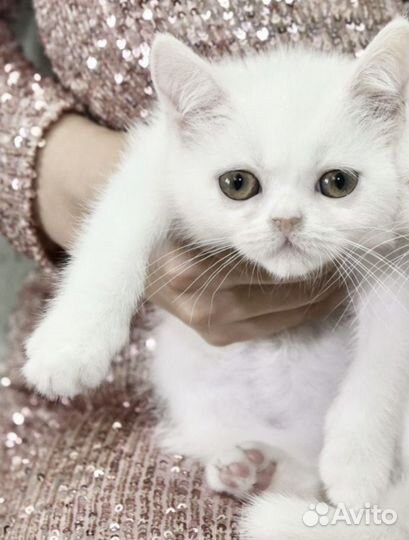 Экзотический котенок страйт фолд