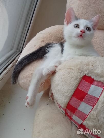 Кошка в дар