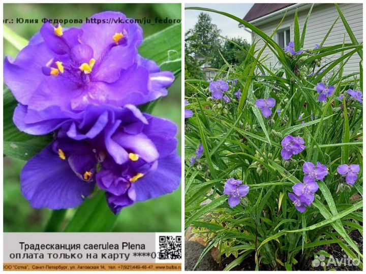 Многолетние цветы, саженцы