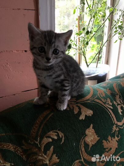 Котенок от бенгальской кошки
