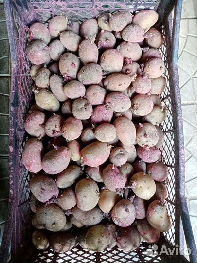 Посадочный картофель (пророщенный)