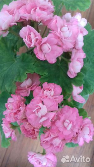 Пеларг.герань розебуд, тархун, рудбекия, клематис