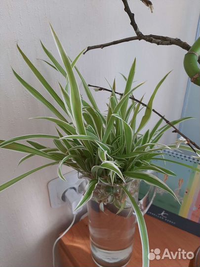 Хлорофитум