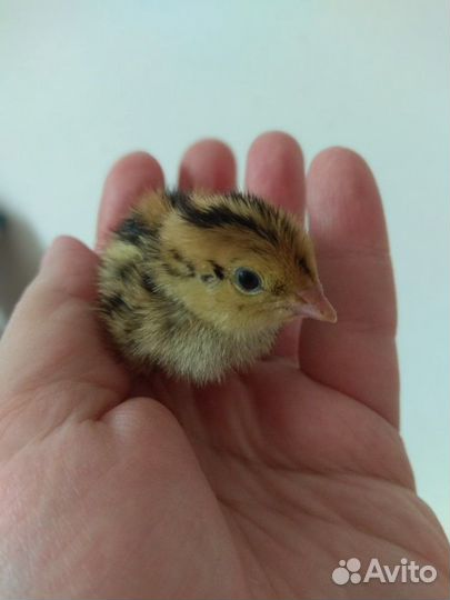 Перепелиное мясо, яйца