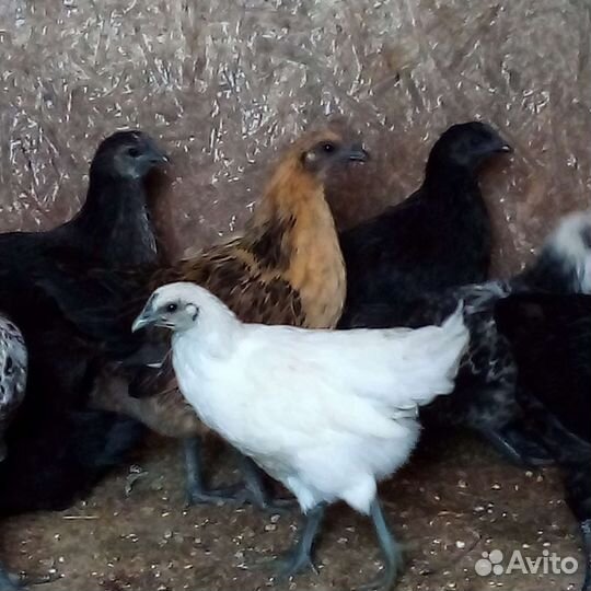 Лакеданзи цыплята,петухи.Русская хохл.яйцо перепел