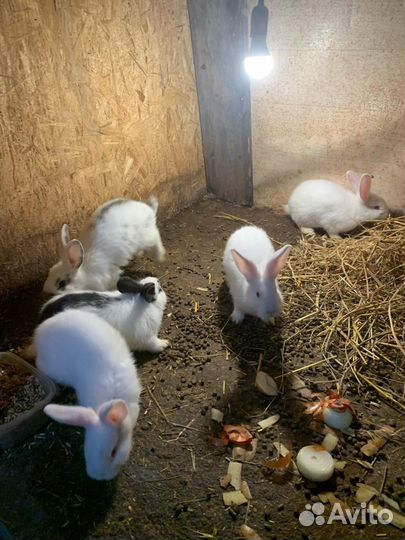 Крольчата