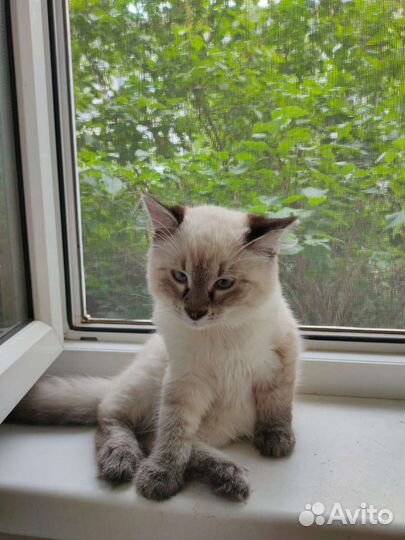 Котенок мальчик