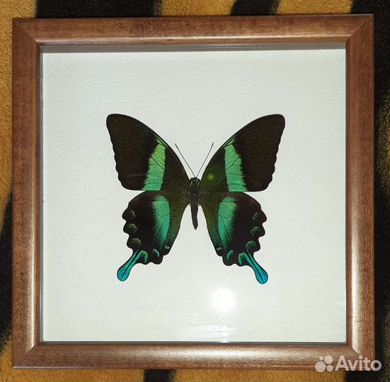 Бабочка в рамке под стеклом