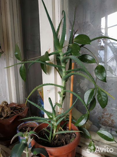 Лечебные растения каланхоэ алоэ вера толстянка