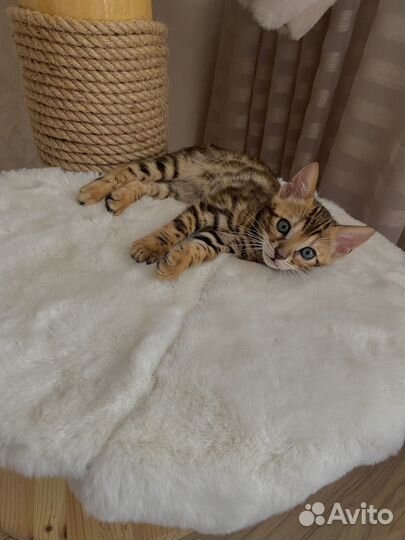 Бенгальский котенок мальчик