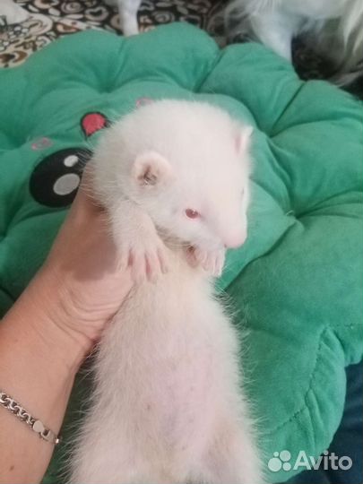 Хорьки девочки