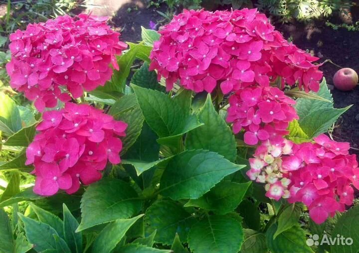 Гортензия крупнолистная саженцы