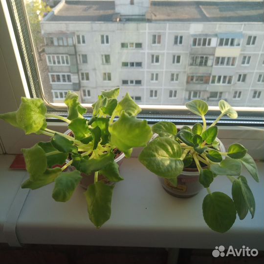 Домашние цветы