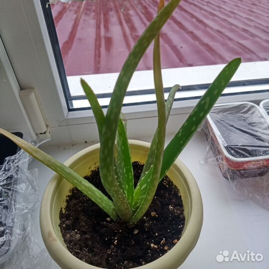 Комнатные цветы