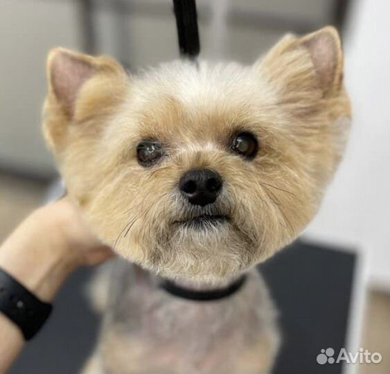 Ищем моделей в школу груминга (стрижка собак)