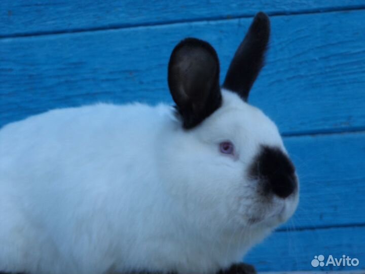 Чистопородное разведение кроликов