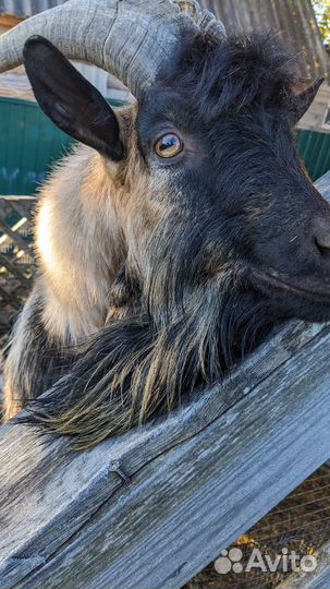 Продаётся козёл