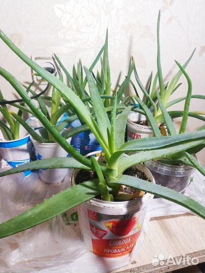 Алоэ вера лечебный