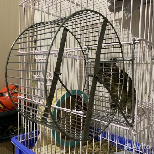 Колесо для грызунов 20см