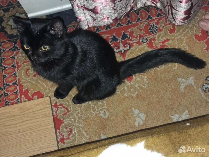 Кошка с приданым