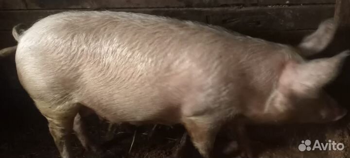 Свиноматка